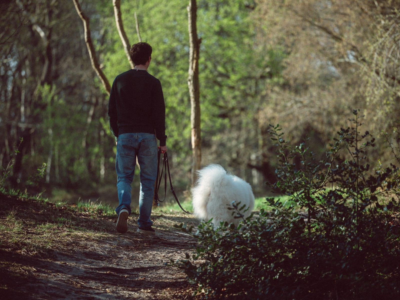 Homem caminhando com cachorro em trilha arborizada