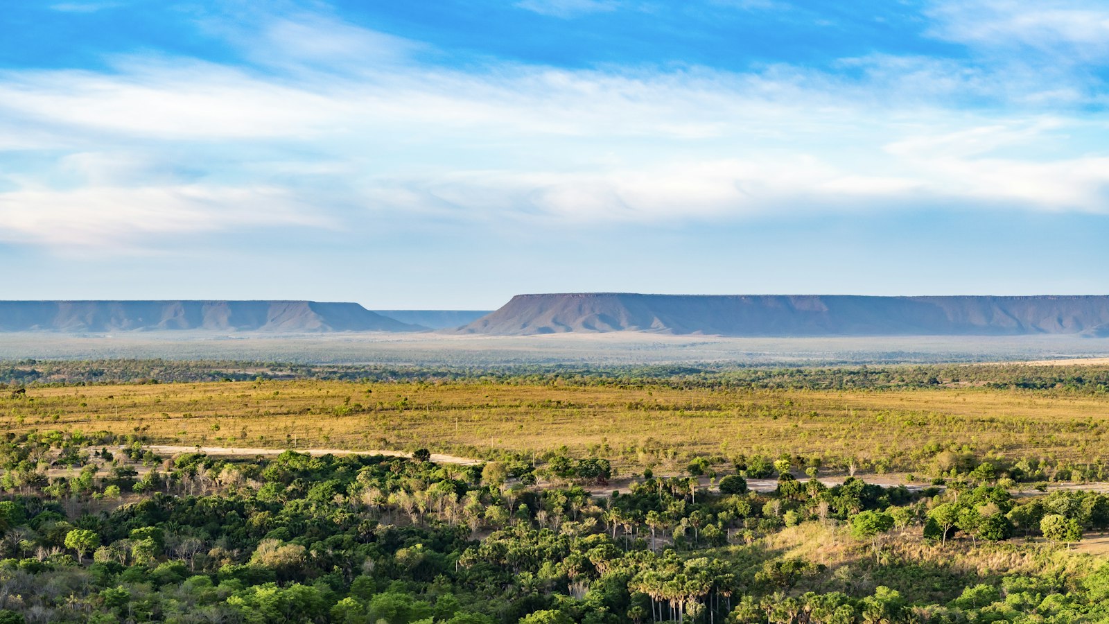 Paisagem típica do Cerrado brasileiro com árvores e arbustos esparsos sob céu aberto